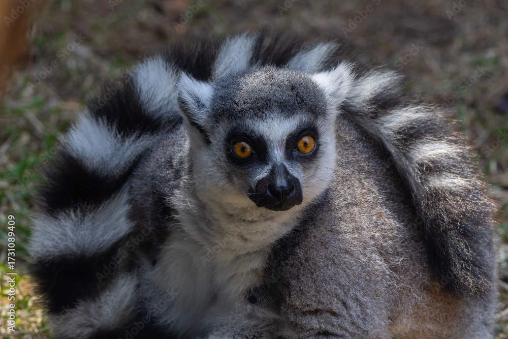 Fototapeta premium ring-tailed lemur