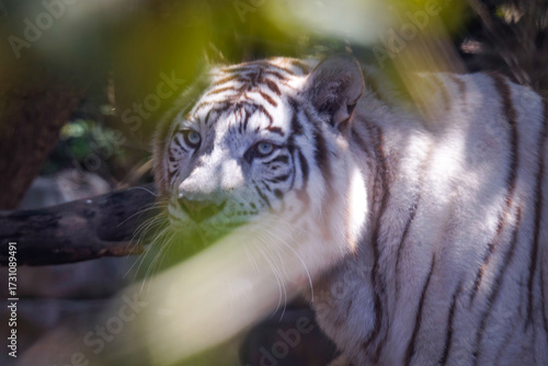 Φωτογραφία White tigress