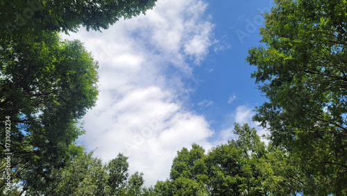 晴天の空・森の木々／Clear sky and forest trees／맑은 하늘과 숲의 나무들