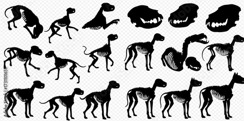 Silhouette illustrations showing various poses of a dog, including skeletal views and head details.