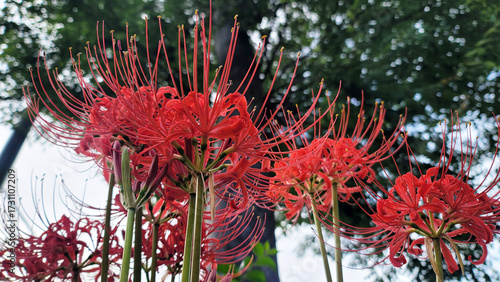 曼珠沙華・彼岸花／Spider lilies and red spider lilies／만주사화・그안 꽃