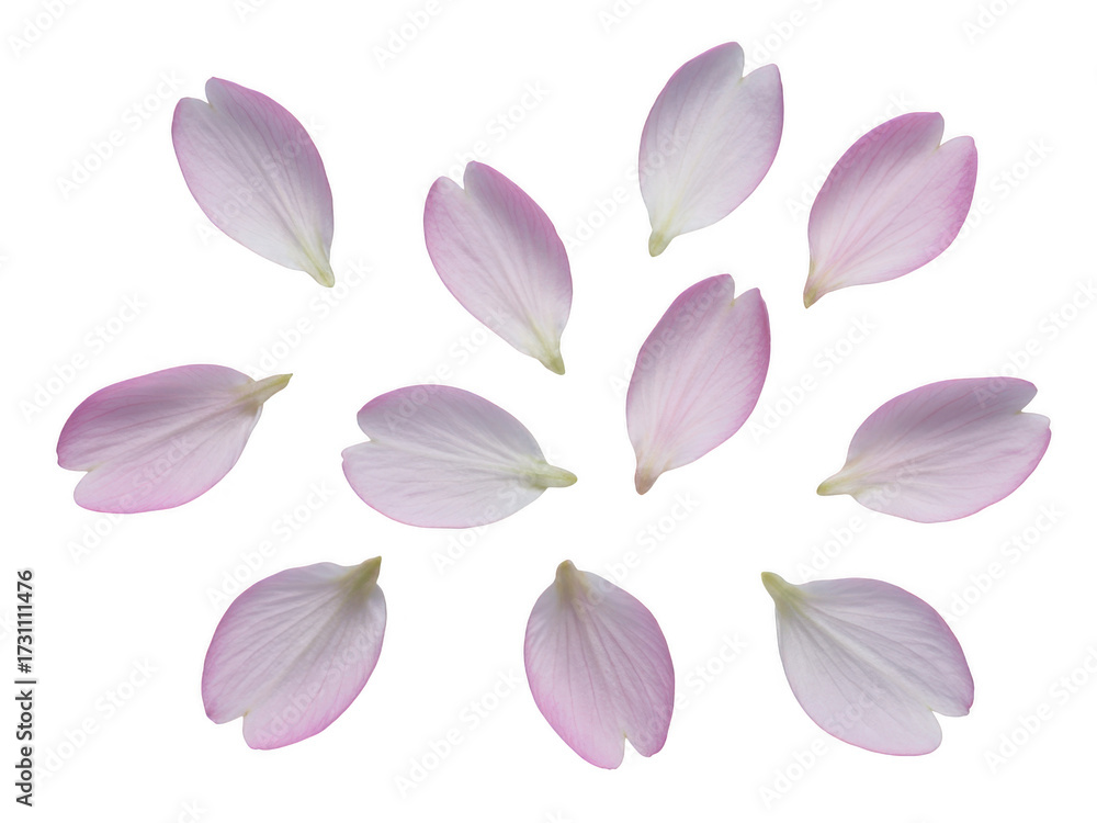 Obraz premium Delicate falling cherry blossom petals scattered on a dark surface