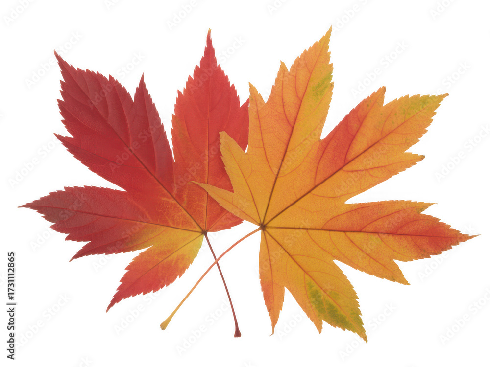 Fototapeta premium Two vibrant autumn maple leaves with warm red and orange hues