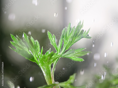 Freshly picked mugwort herb with water drops - aromatic green leaves and natural plant slices