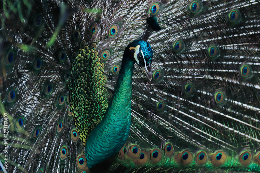 Obraz premium peacock with feathers out