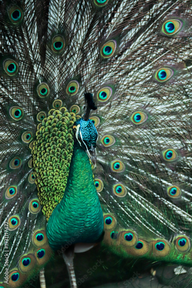 Obraz premium peacock with feathers