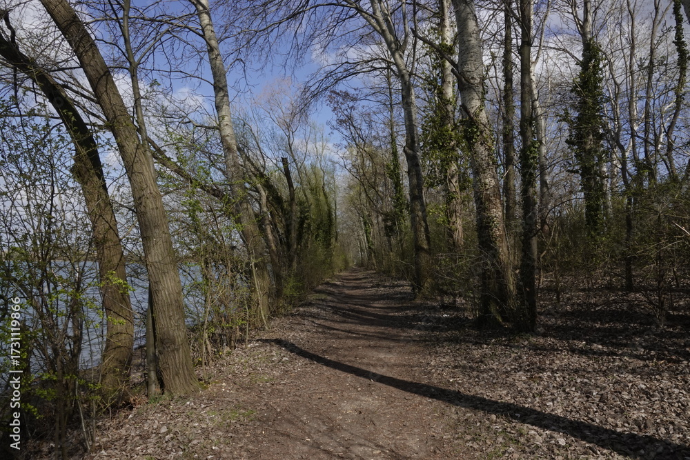 Obraz premium path in the forest