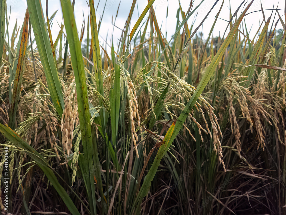 Fototapeta premium Rice plants with heavy grain heads. Fresh paddy rice green farm scene. Natural rice ears growing outdoor. Closeup lush paddy crop farm field. Rural rice plantation green view. Farming rice grain