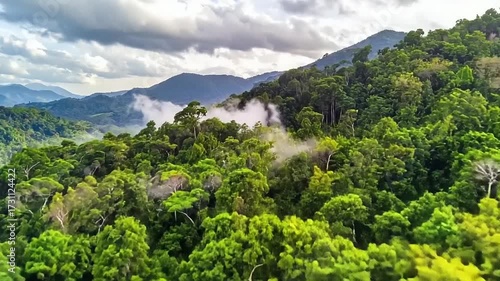 Aerial view of lush green forest canopy and rolling mountains
