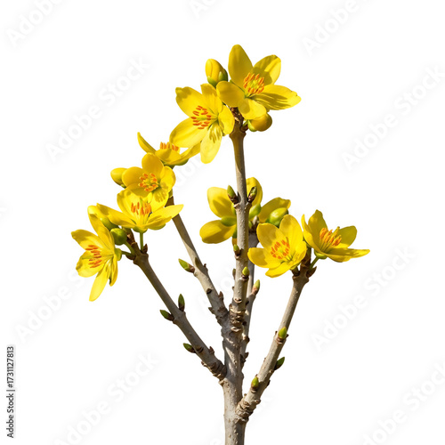 Vibrant yellow apricot blossom branch, perfect for spring festival, Tet designs and cheerful, nature-inspired projects
