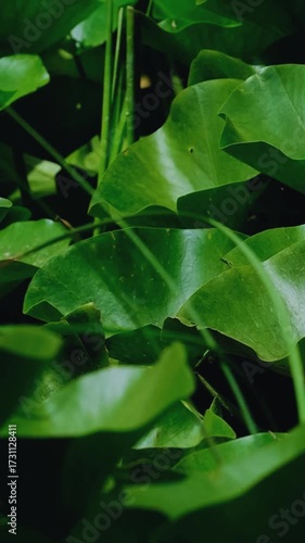 green leaves in water