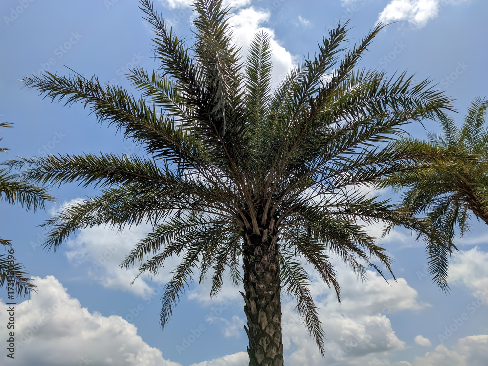 Obraz premium A majestic date palm tree stands tall, its spiky green fronds fanning out against a blue sky dotted with fluffy white clouds. The image captures the essence of a tropical, sun-filled environment.