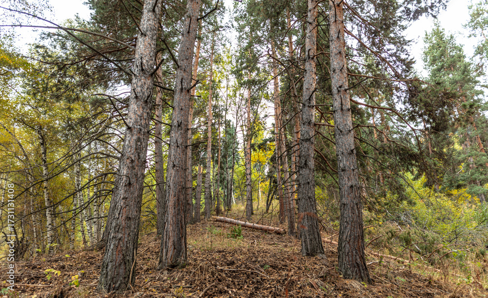 Fototapeta premium trees in autumn