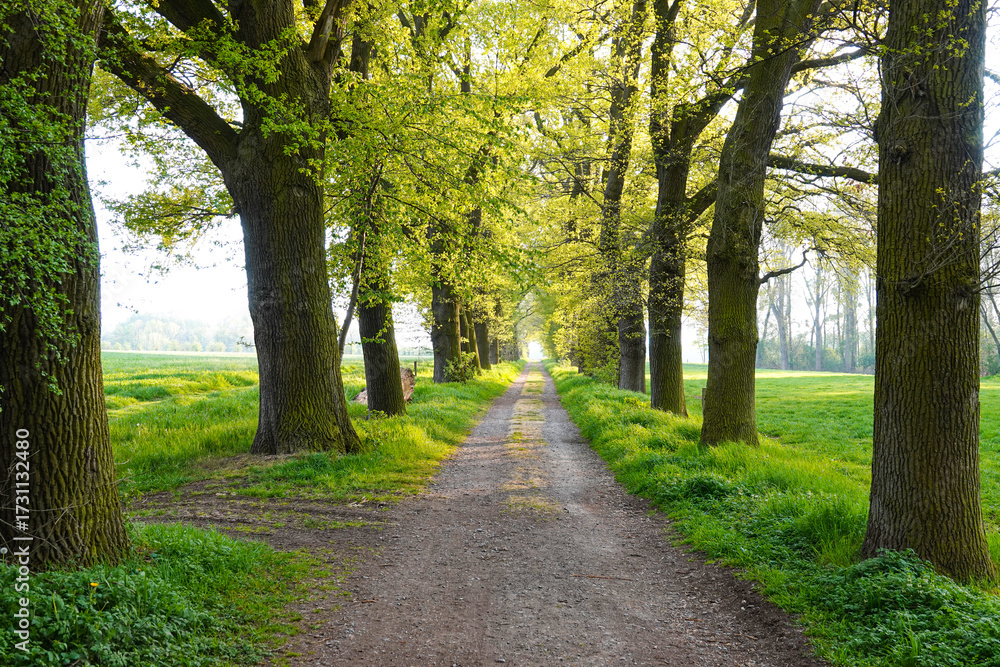 Fototapeta premium road in the park
