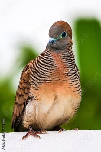 pigeon on a branch