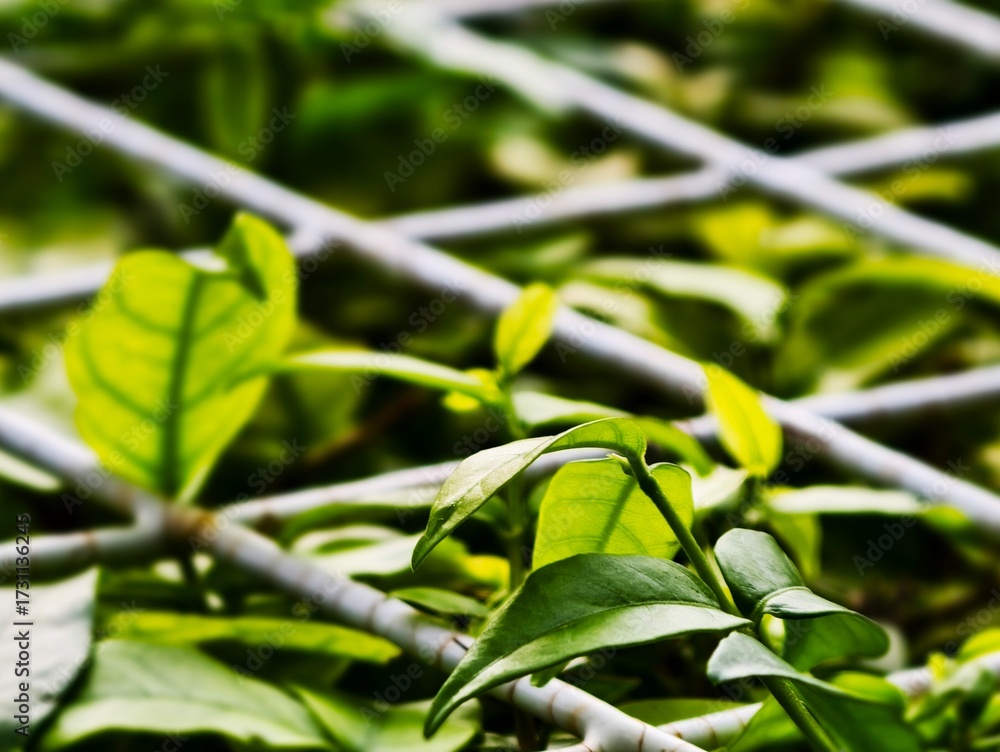 Fototapeta premium green and yellow leaves
