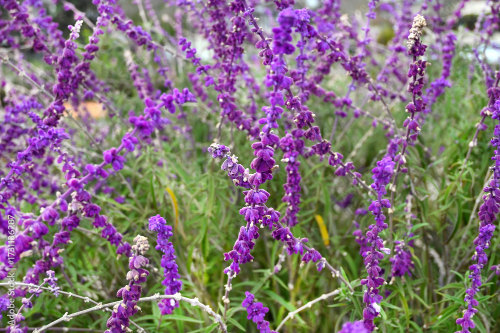 Fototapeta premium FLORES JARDIN PASTO GARDES ROMERO MARAGARITA FLOR PUERTA MANILLA 