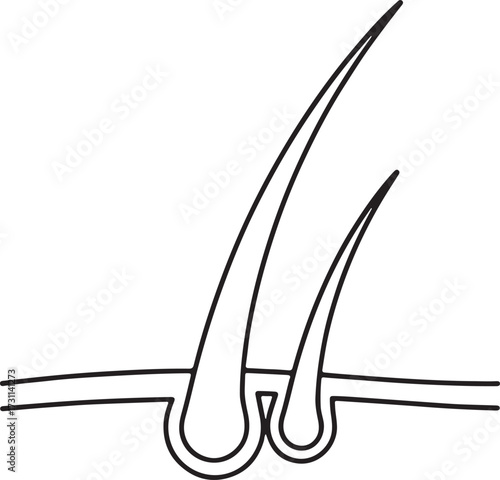 Simple line drawing of two hair follicles skin biology