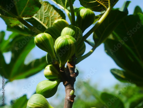 Green with Yellow Striped Figs,Called BNR Fig, Growing On Branch Of Fig Tree In Bright Sunlight
