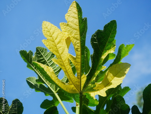 Bright Variegated Foliage Against Blue Sky With Green and Yellow Fig Leaves in Sunlight