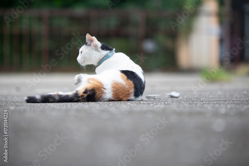cat on the ground, animal abuse concept, selective focus