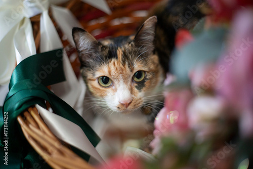 Tricolor cat in a wicker basket on a background of flowers
