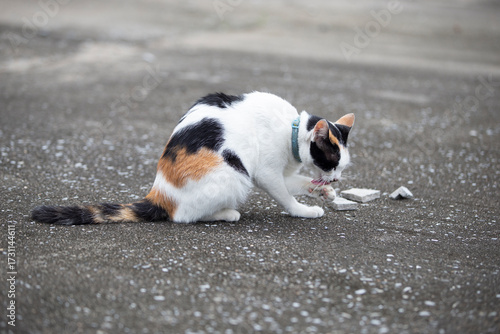 cat on the ground, animal abuse concept, selective focus