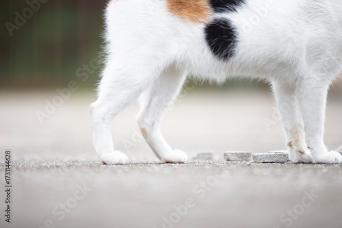cat on the ground, animal abuse concept, selective focus