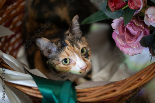 Tricolor cat in a wicker basket on a background of flowers
