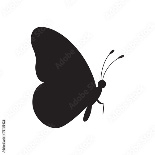 butterfly isolated on white background