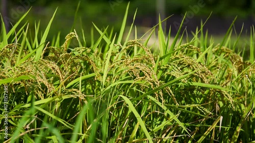 風に揺れる稲穂