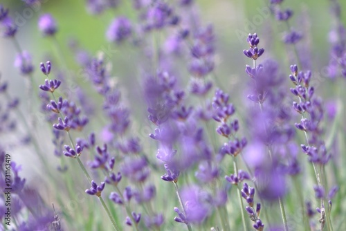 lavender field provence france
