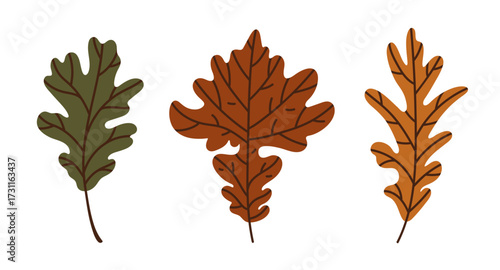 Oak leaves vector illustration set. Hand drawn botanical clip art for seasonal decoration, autumn design, fall herbarium. Colorful dry leaves with veins. Isolated on white. Forest plant, tree foliage
