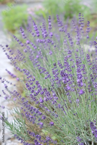 lavender field in provence france