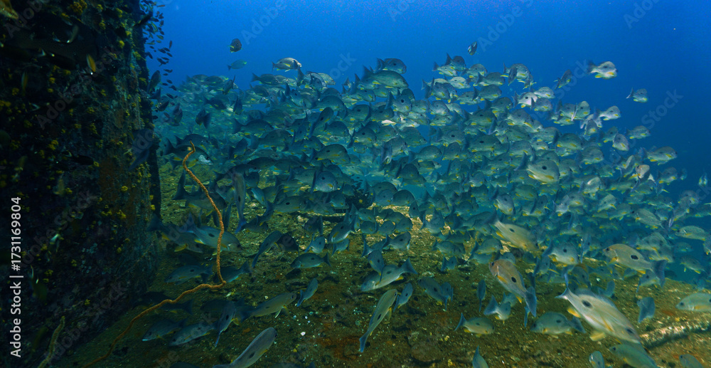 Fototapeta premium School of fish - Underwater photography at the united states military shipwreck HTMS Prab Wreck. From a scuba dive in Thailand.