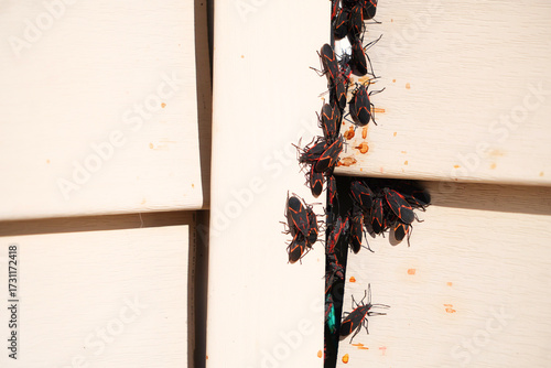Boxelder bugs or Boisea trivittata cling to the walls of a house during the fall season in America. These bugs are redolent and will release a pungent.