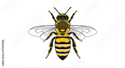 Detailed illustration of a honey bee with transparent wings.