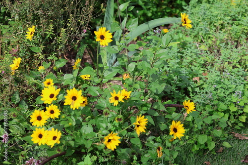 yellow flowers in the grass
