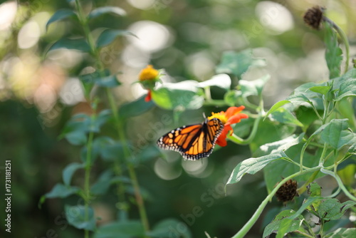 butterfly on flower