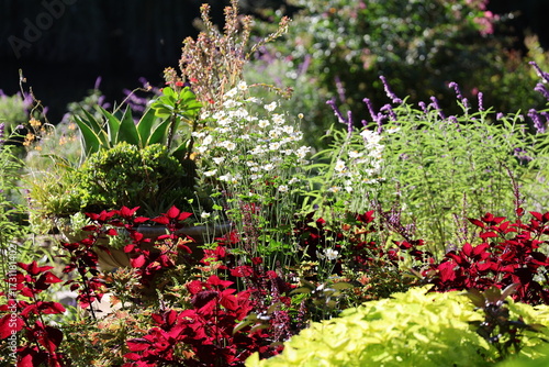 flowers in the garden