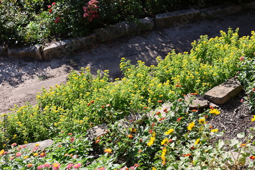 flowers in the garden