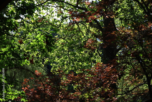 forest