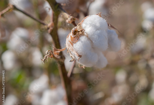 Macro fotografia o fotografia de acercamiento,. Planta de algodon, horizontal