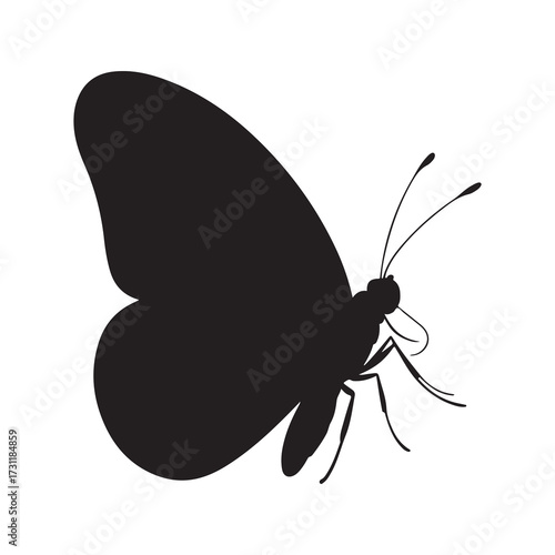 butterfly isolated on white background