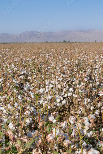 Plantio de algodon en el valle de MEXICALI en Baja California MEXICO, con montes en el fondo, fotografia vertical
