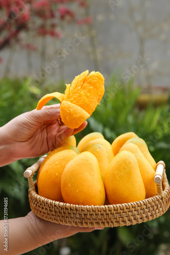 Foto Fresh Taiwanese Hainan Mangoes in Basket - Hand Holding Ripe Mango Slice in Gard
