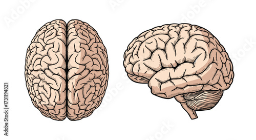 Anatomical illustrations depicting the superior and lateral views of the human brain and its intricate neural network.