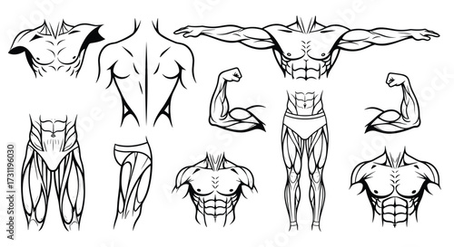 Detailed anatomical study of male human musculature and bodybuilder physique presentation.