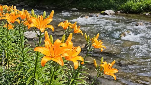 Orange lilies flourishing along a flowing river in nature