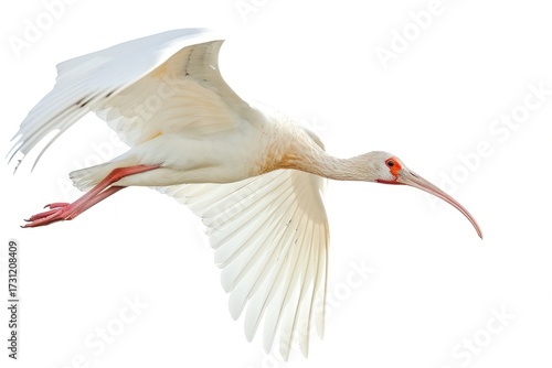 Photo of white ibis flying waterfowl animal bird.